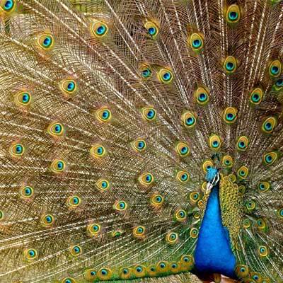 Peacock